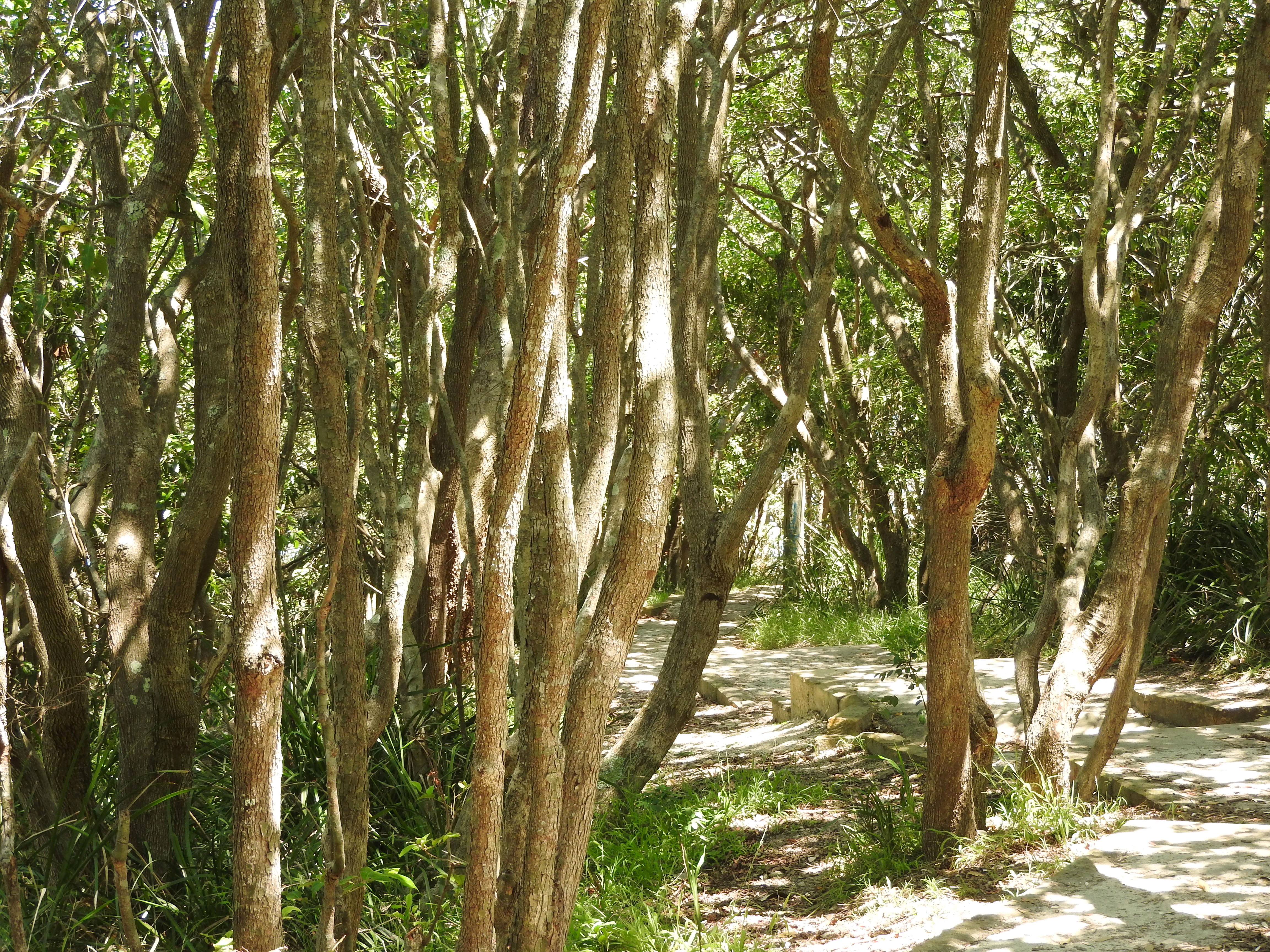 NSW Coast ©Carolyn Betts