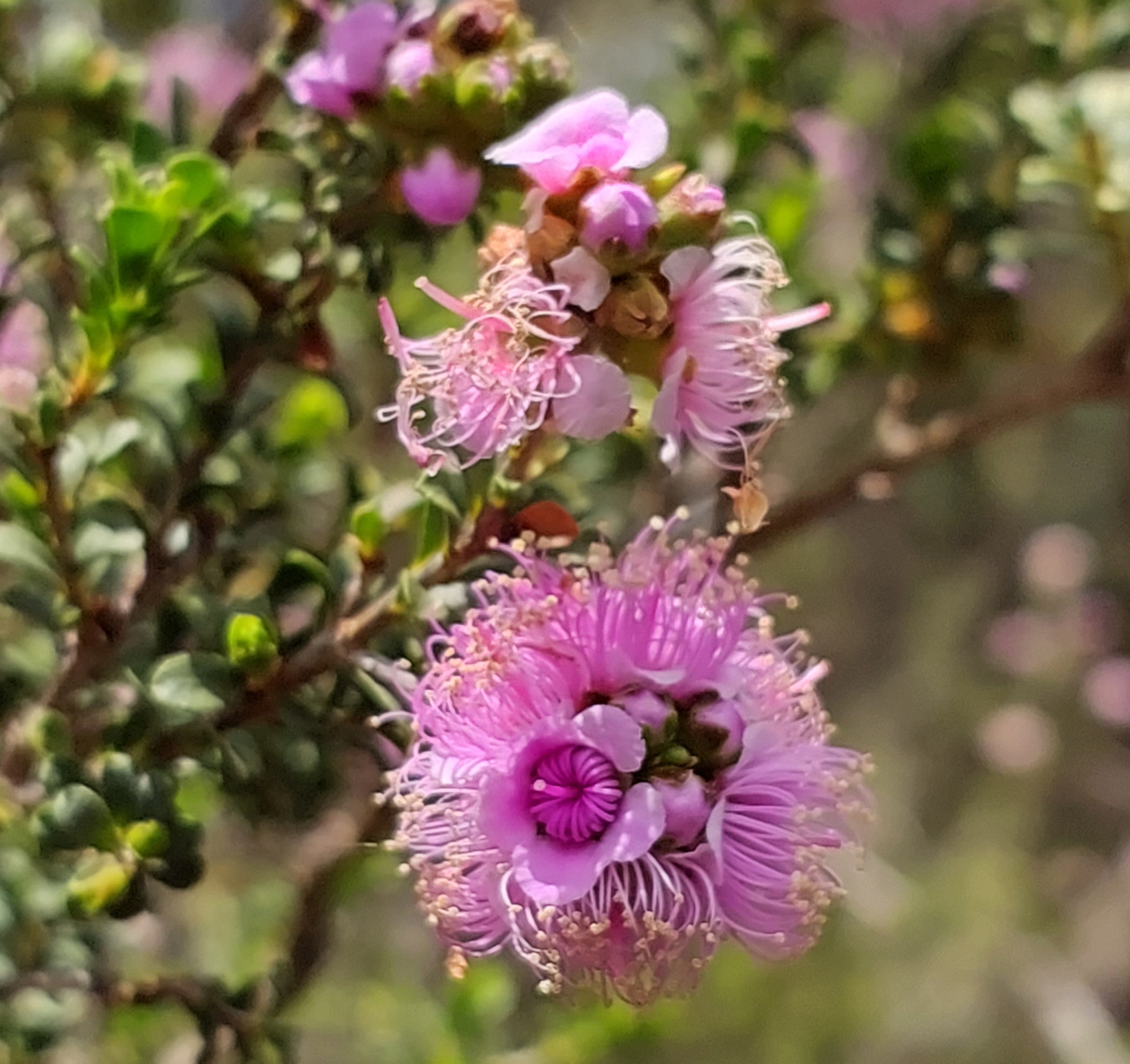 Close-up of pink-purple pom-pom flowers with wispy stamens on a shrub behind leafy foliage.