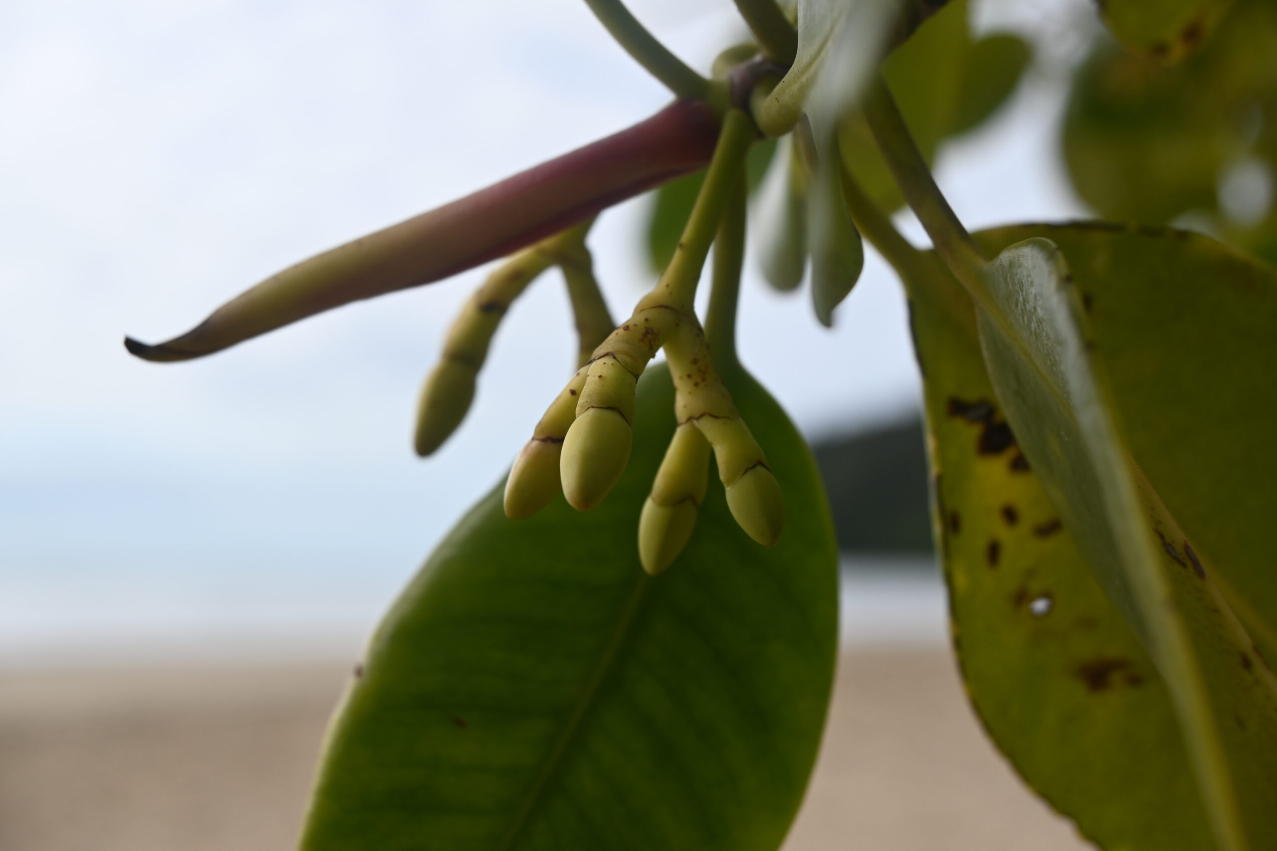 Close-up of pale yellow-green plant buds hanging from a stem with large green leaves and a blurred sky background.