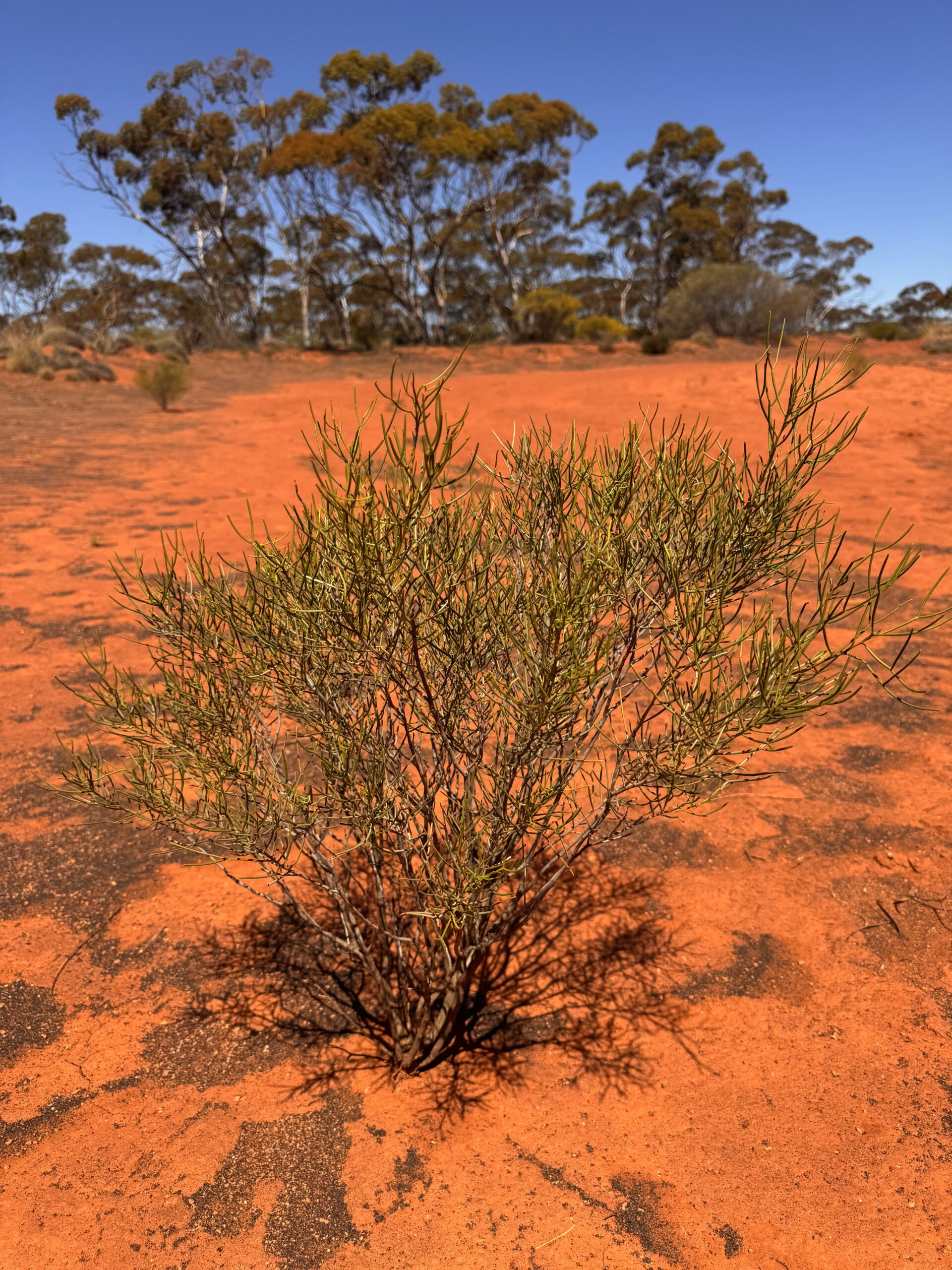 Desert scene with a small green shrub in the foreground, orange-red sandy ground, and a line of trees against a clear blue sky far in the background.