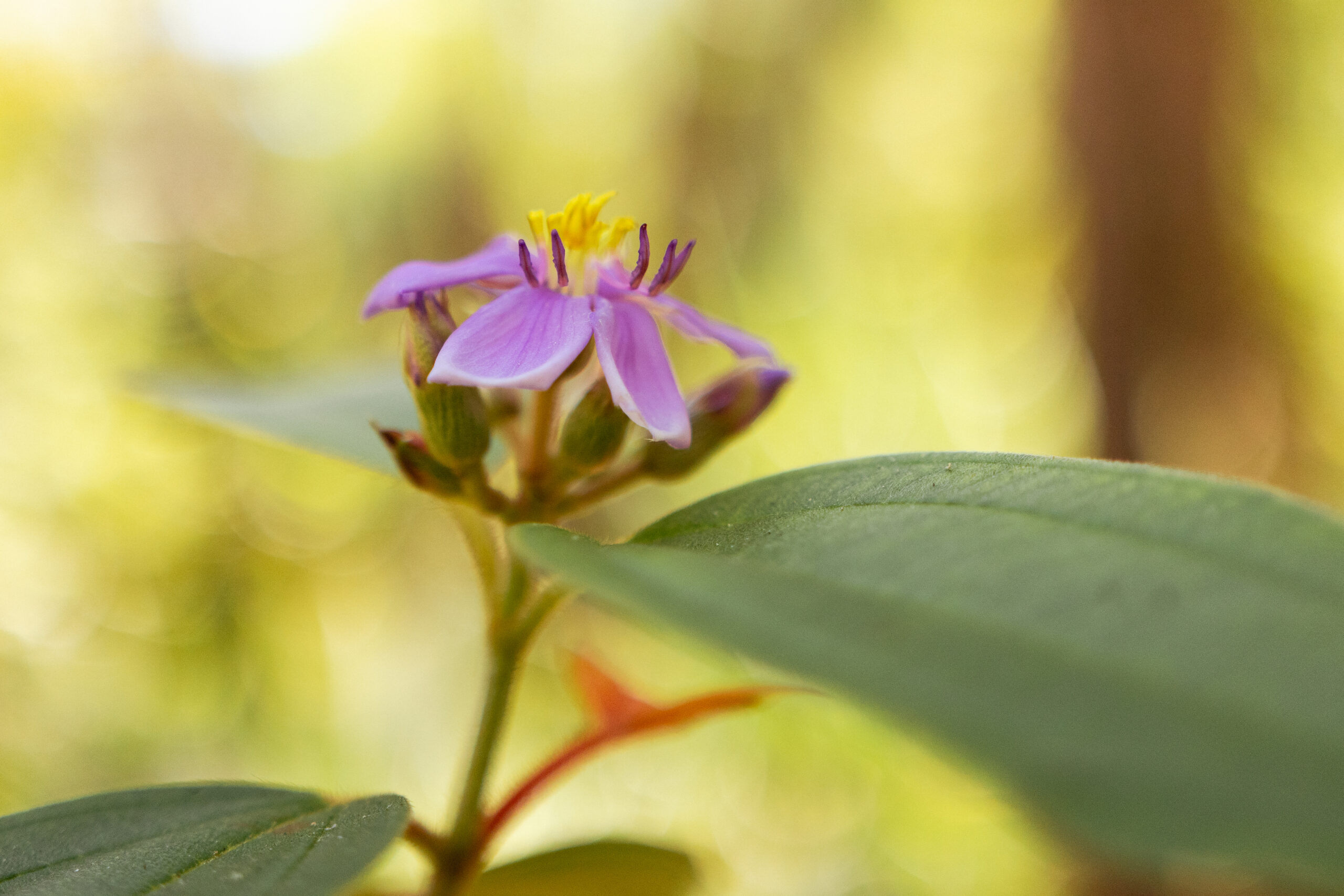Close-up of a purple flower with a yellow center against a soft, sunlit yellow background, with green leaves nearby.