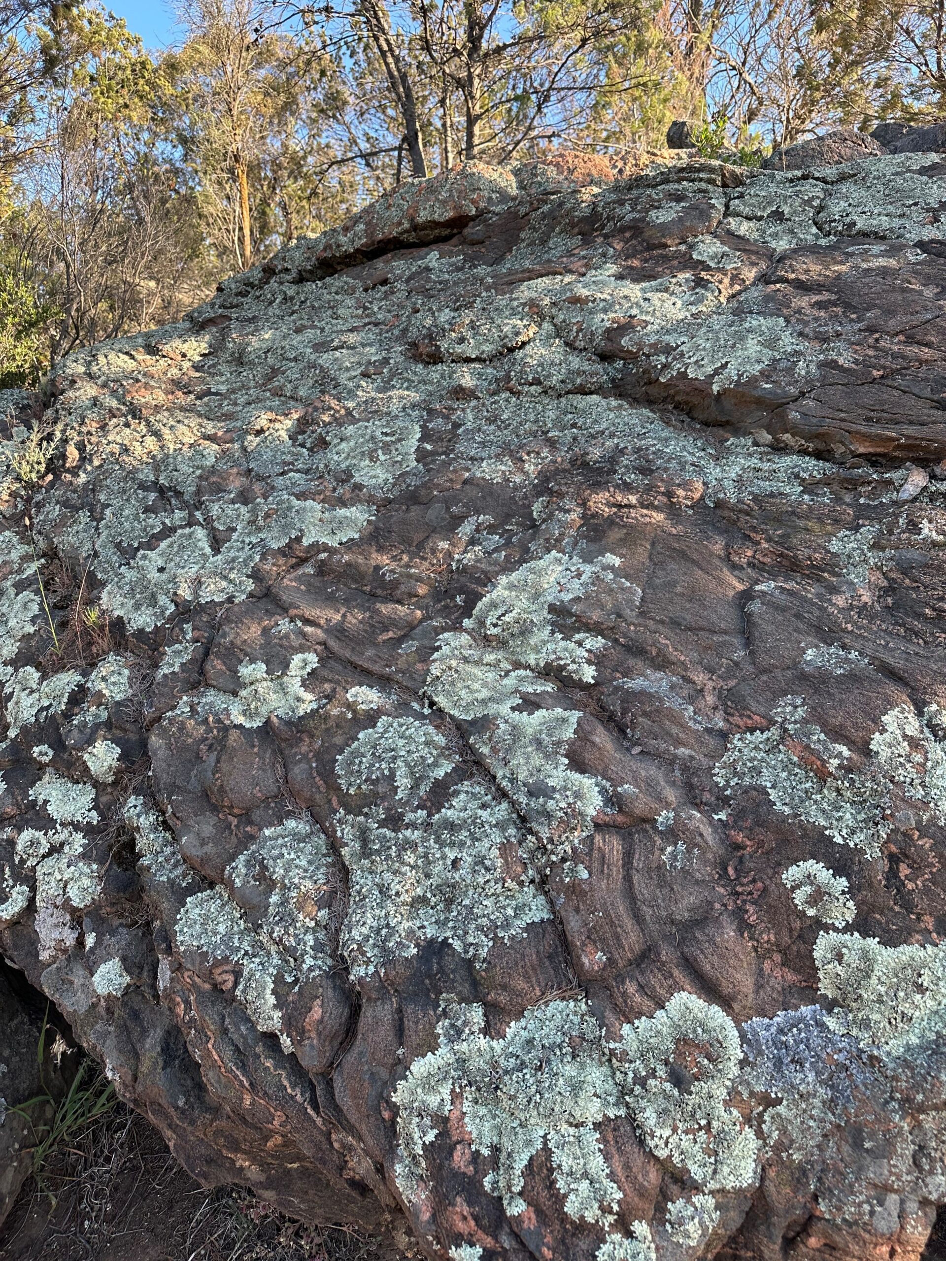 Rugged rock surface covered with light gray-green lichen in a natural setting with sparse vegetation behind.