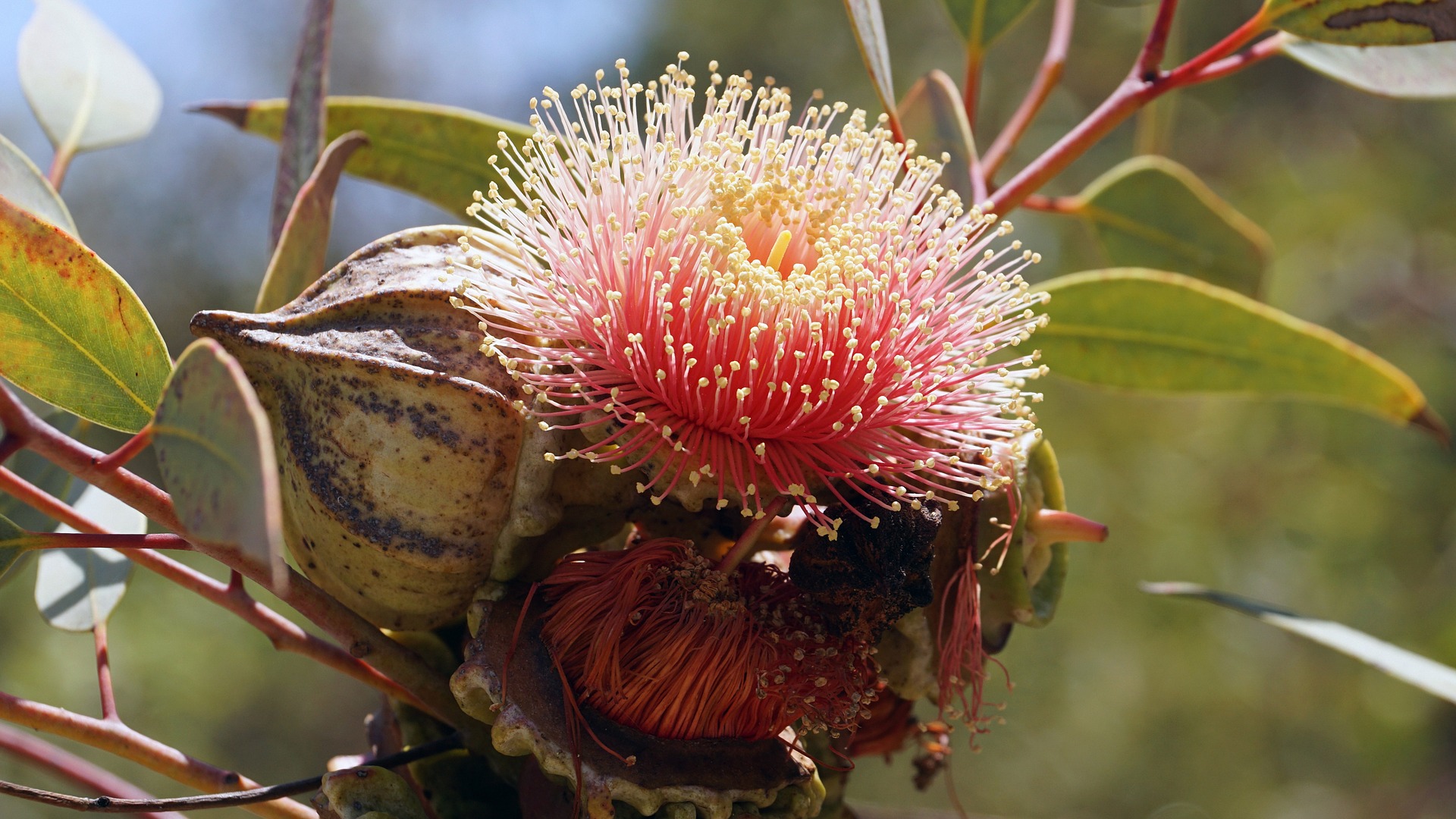 Close-up of a pink bottlebrush flower with many pink filaments and pale yellow anthers on a leafy branch.