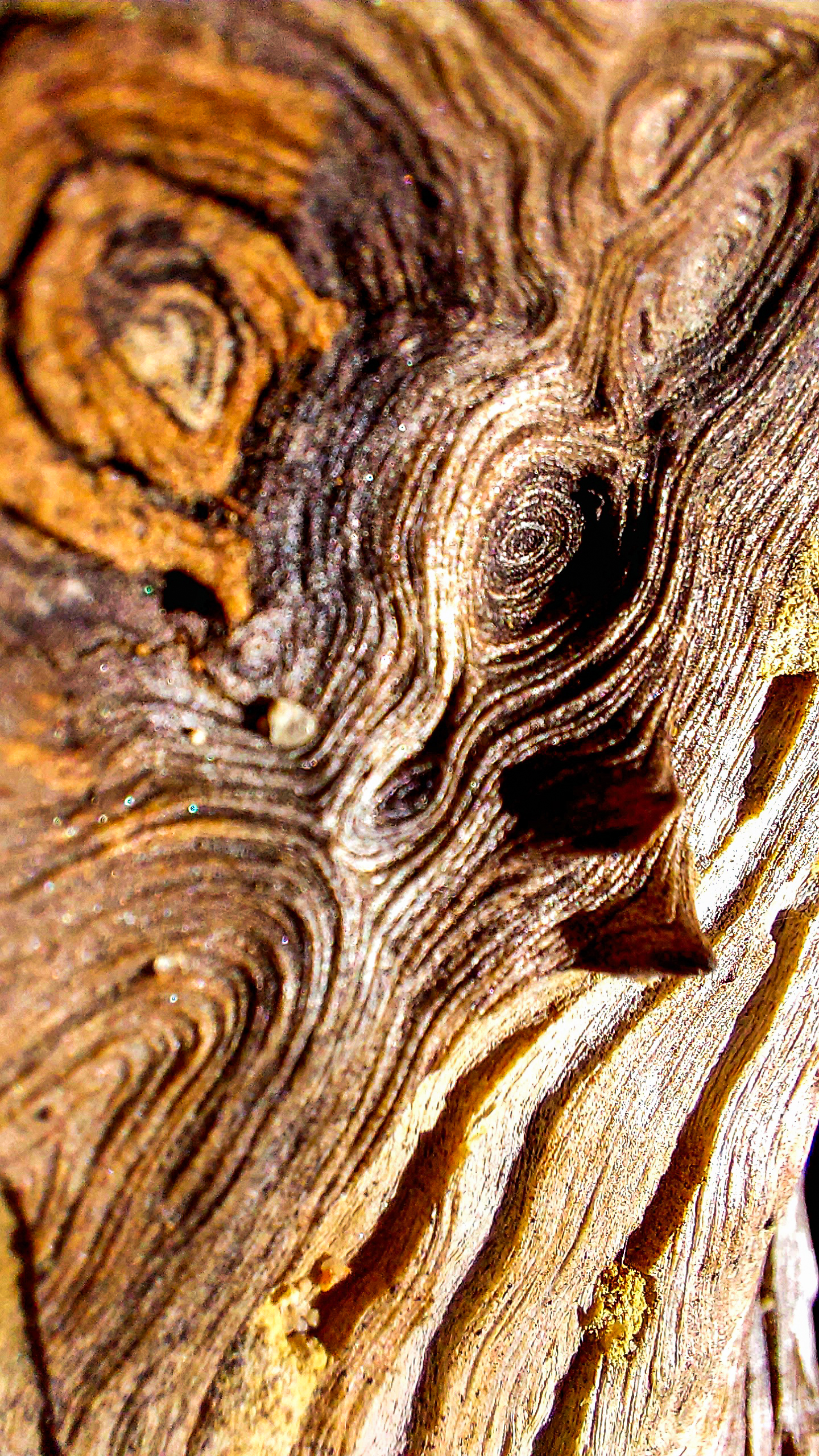 Close-up of weathered wood grain with a knotted swirl pattern and warm brown tones.