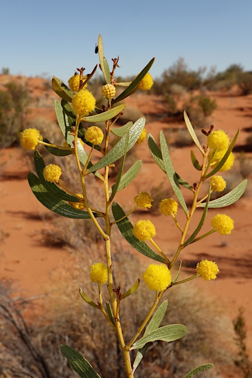 Desert shrub with bright yellow pom-pom flowers and gray-green leaves, sandy landscape in the background.