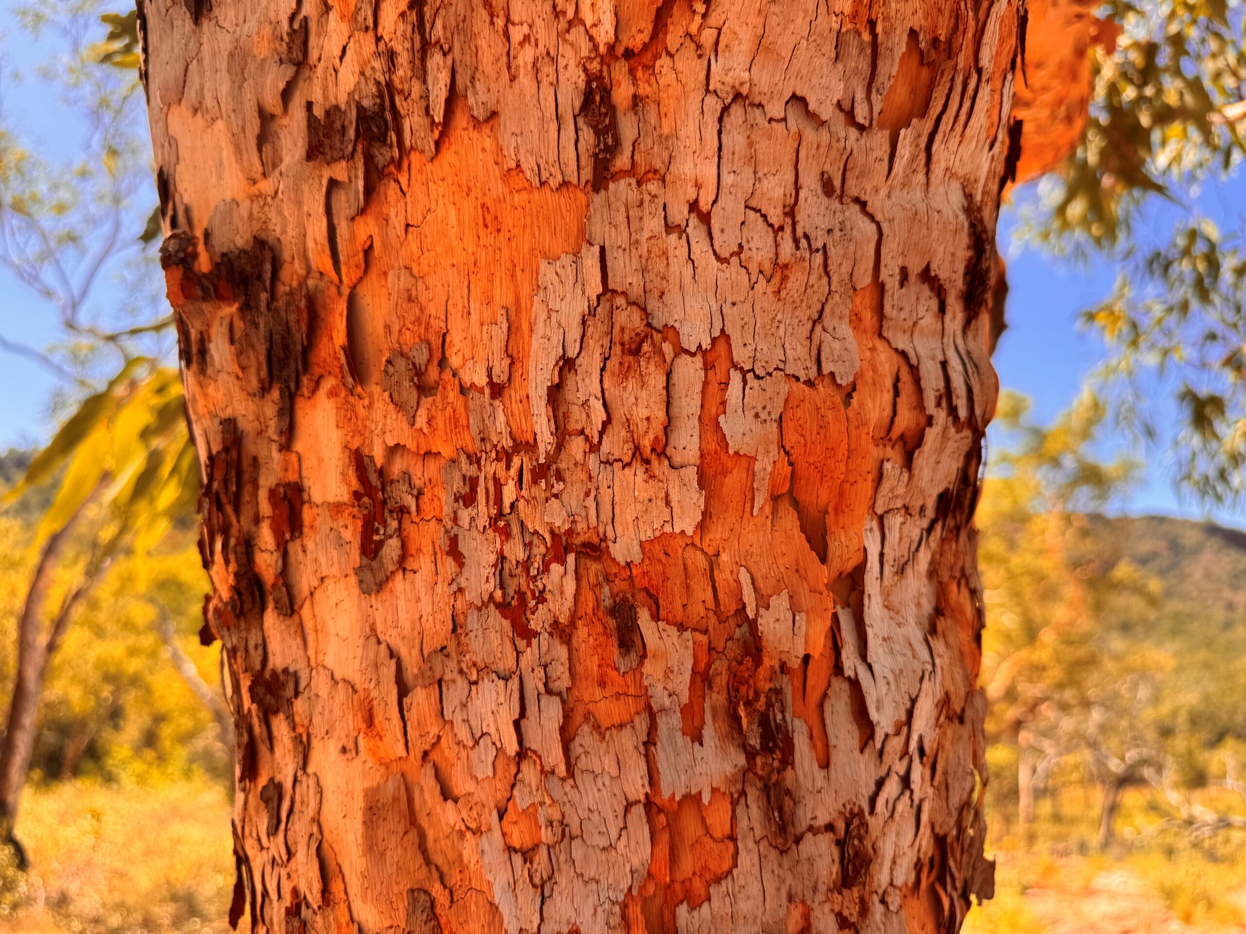 State of the sector cover photo: Red tree bark in Kakadu National Park.